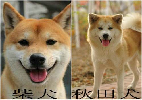 柴犬和秋田犬的区别,柴犬图片