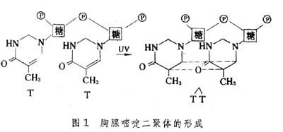 紫外线的杀菌原理