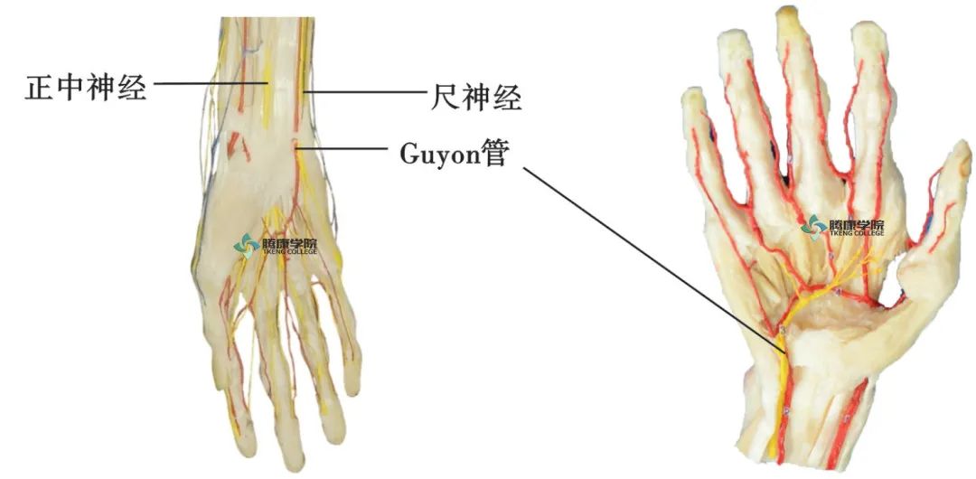 神经从肘尺管处进入尺侧腕屈肌,在肌内行10 cm 左右,穿出筋膜层,位于