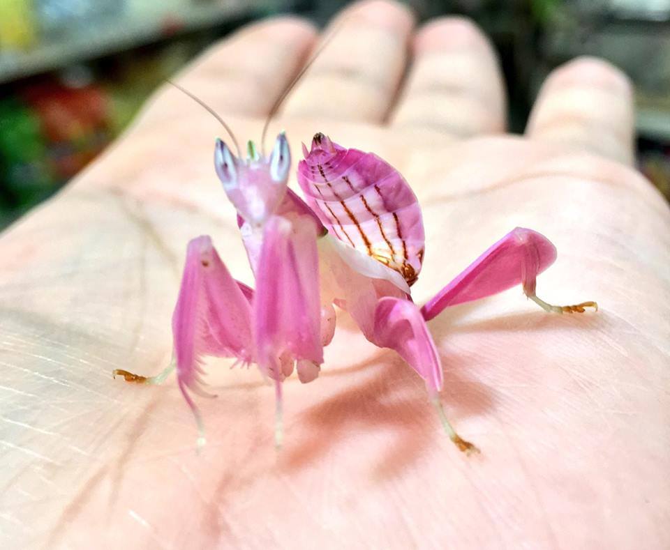 罕见的成年兰花螳螂,脆弱娇嫩的雄性兰花螳螂大小通常只有雌性的三分