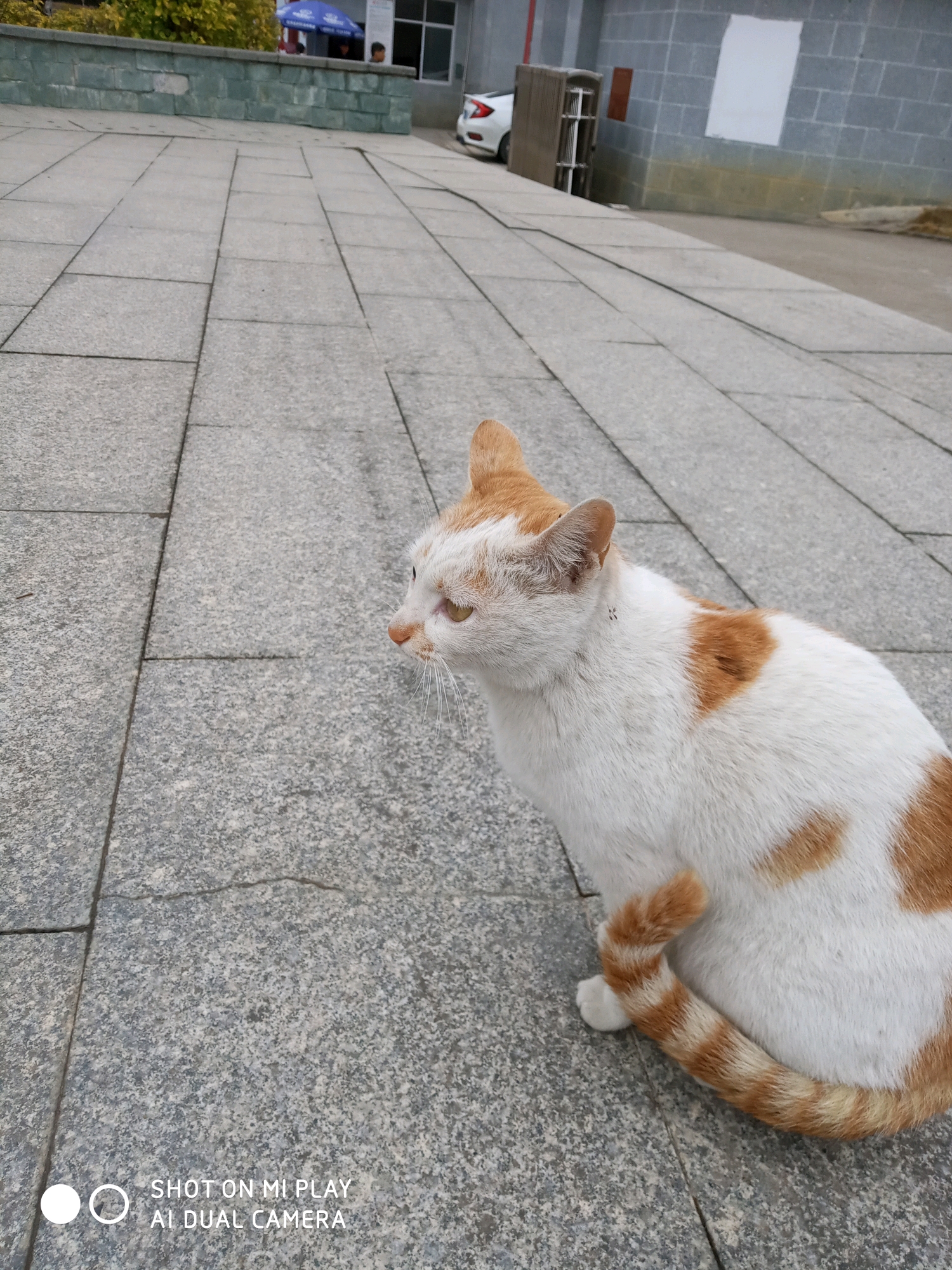学校的橘猫