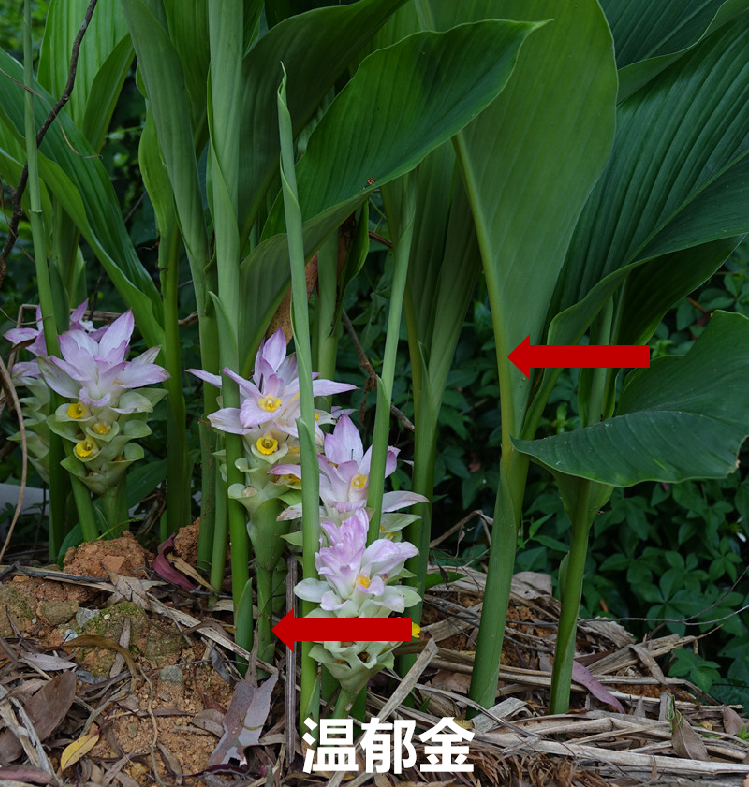 郁金四美原植物