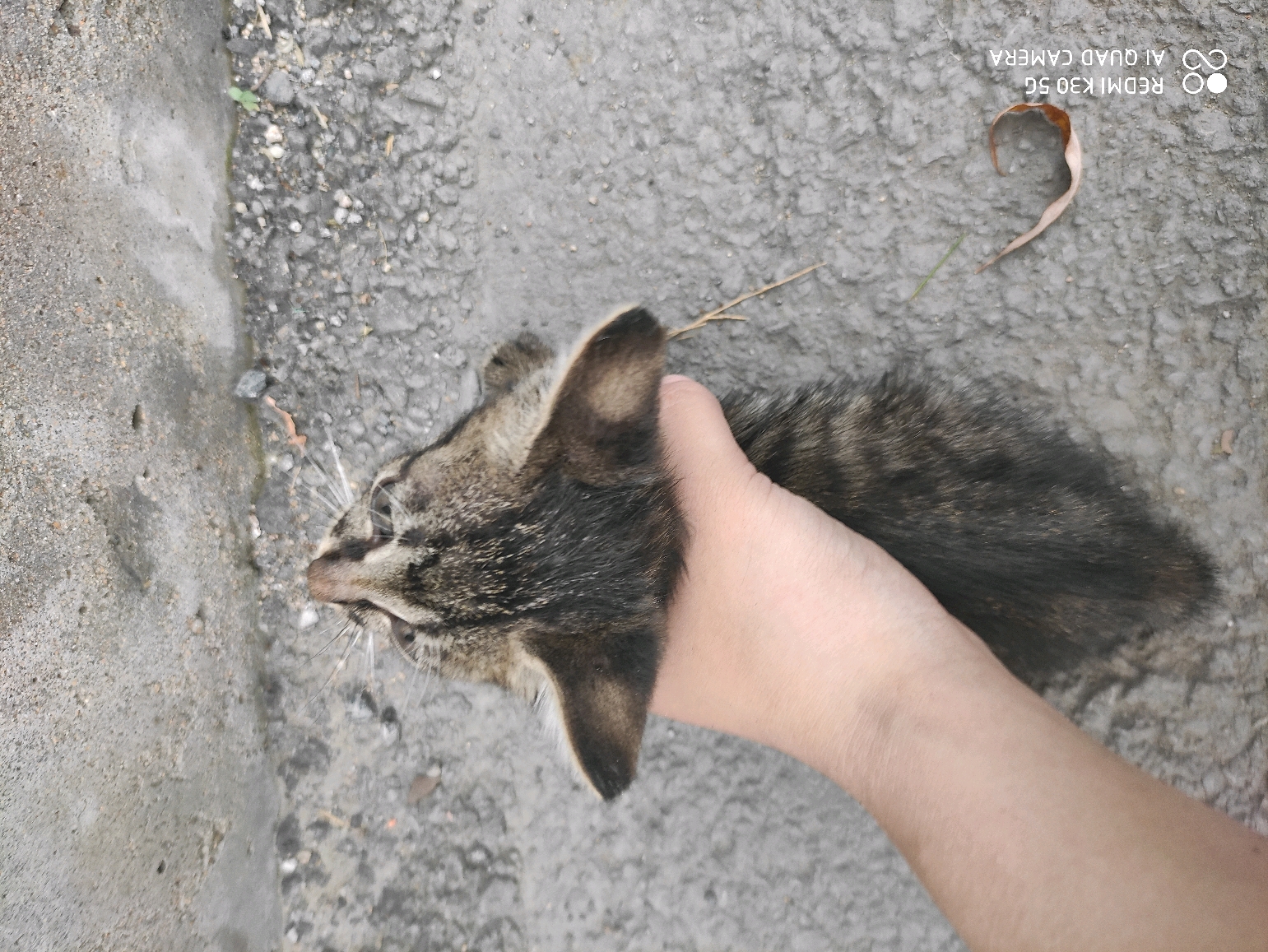 结果在路上看到了一直小狸花猫,花纹很好看,还是黑足,我天好满足,但是