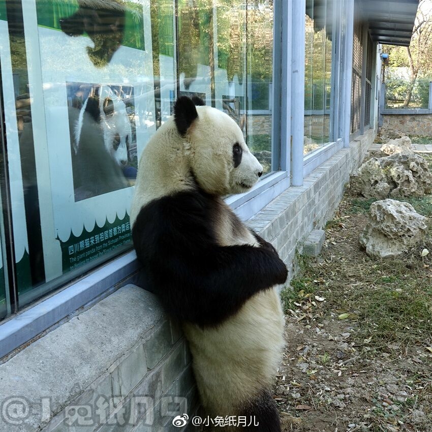 生活 萌宠 可爱的熊猫图片分享(2)再别康桥 现代 徐志摩 轻轻的我