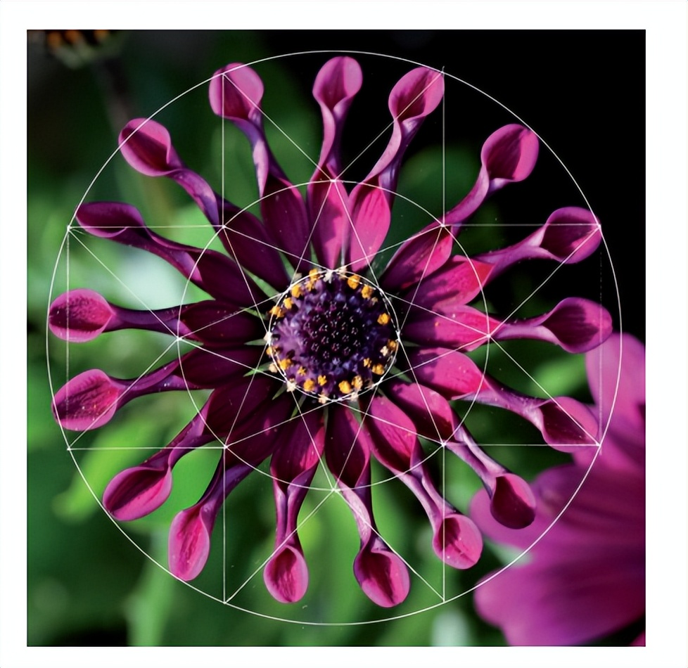 花朵的隐秘几何4:暴力拆解花朵的几何结构 (从6瓣到13瓣)