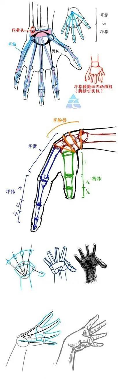 绘画板绘丨画人难画手?"沙包大的馒头,哦不,拳头见过吗?