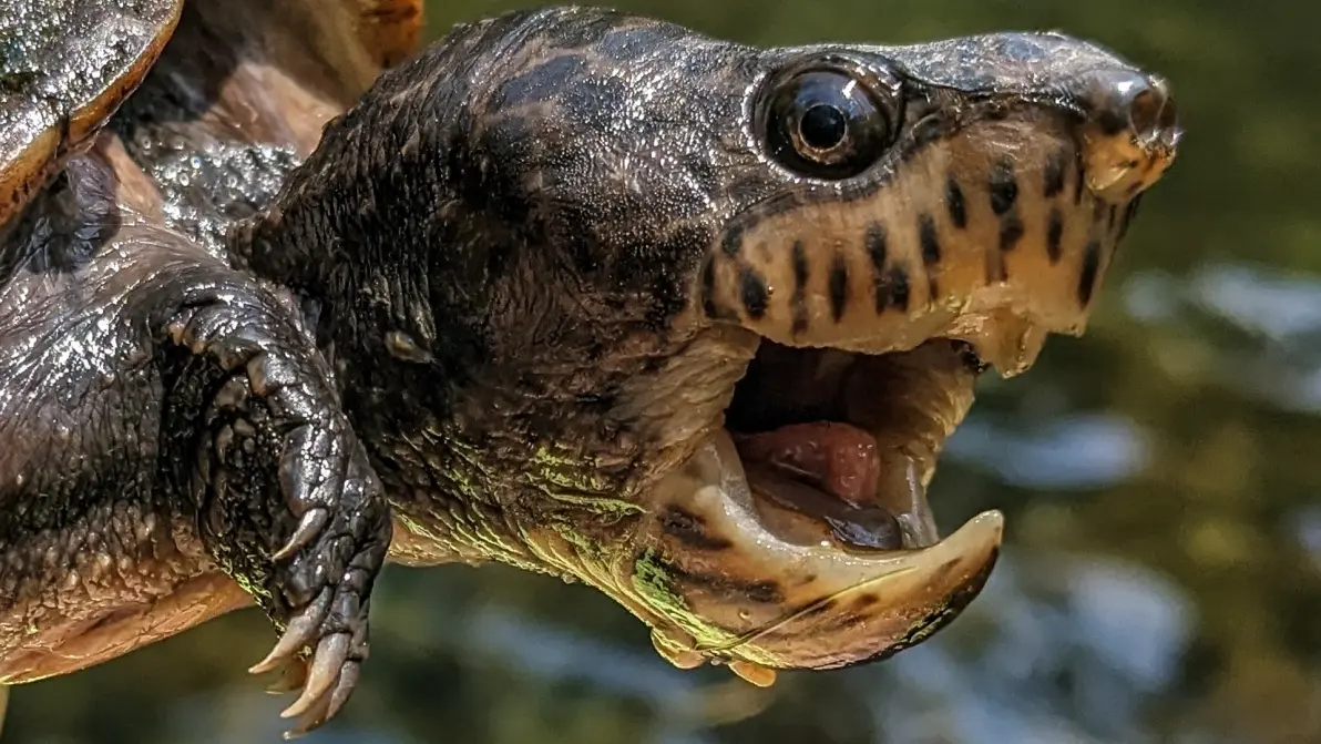巨头麝香龟简介