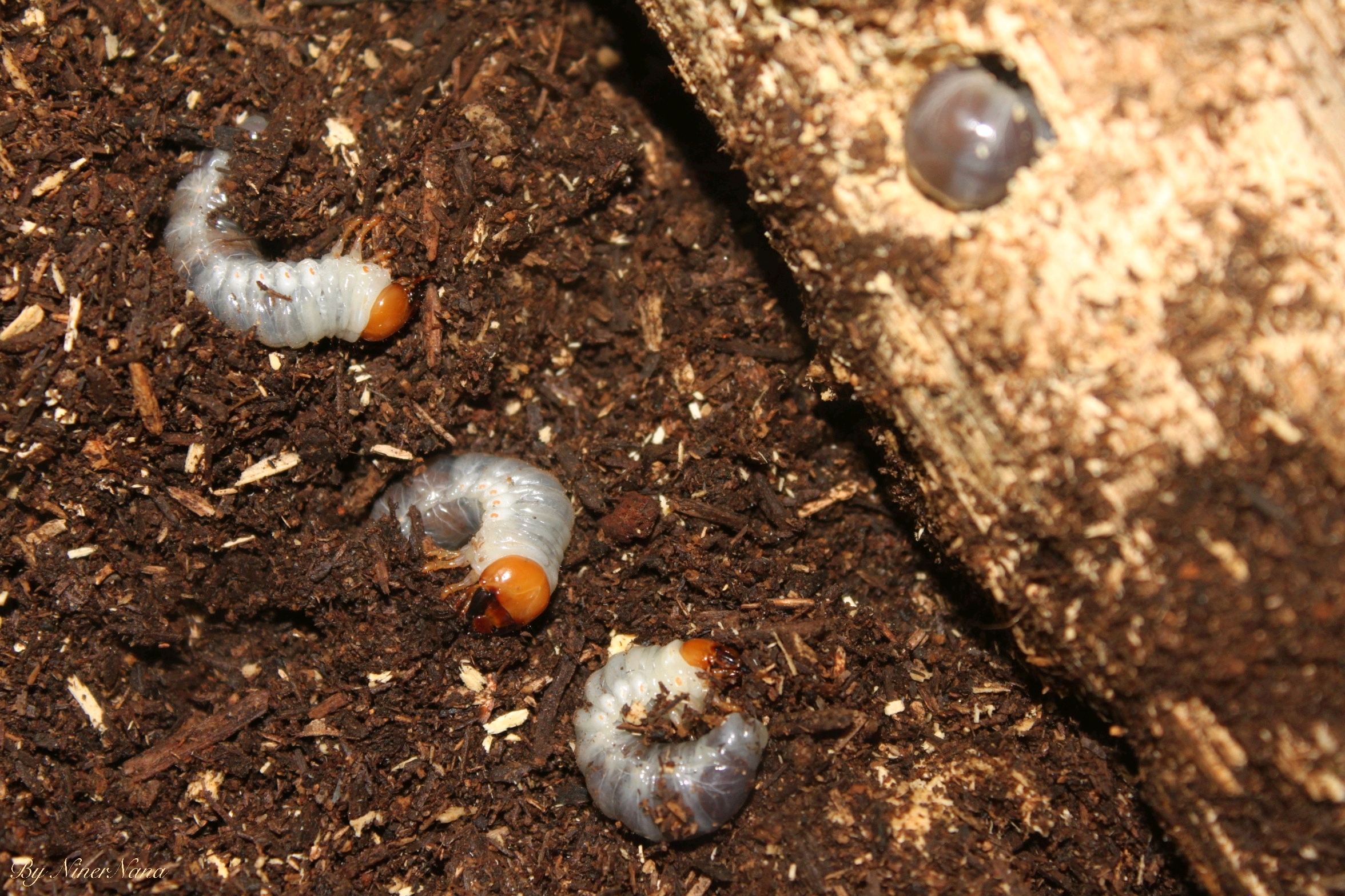 苏门巨扁锹形虫dorcus titanus yasuokai幼虫(写真)