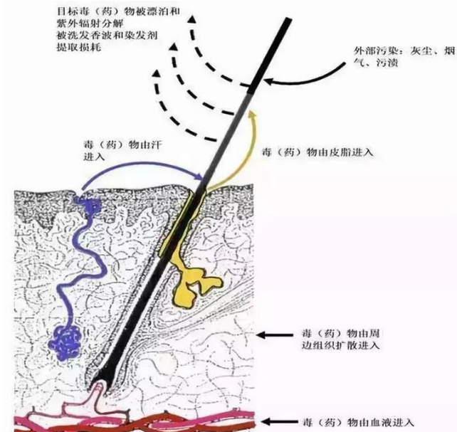 毛发检测吸毒在哪里检测 652d16e7b9e7c1c7b228e326c72dae4079f93efe.png