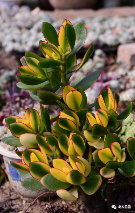 黄金花月  crassula portulacea cv.