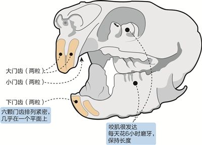 兔子的牙齿结构