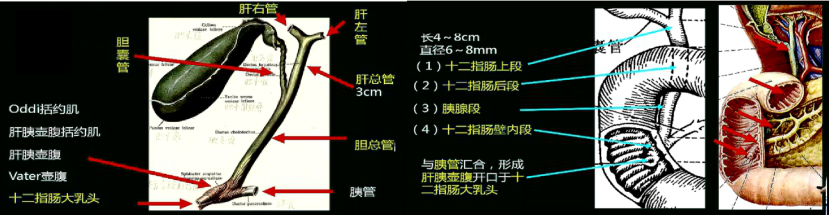 三,h形沟:胆囊,下腔静脉,第1肝门(肝左右管,肝固有动脉左右支,肝门