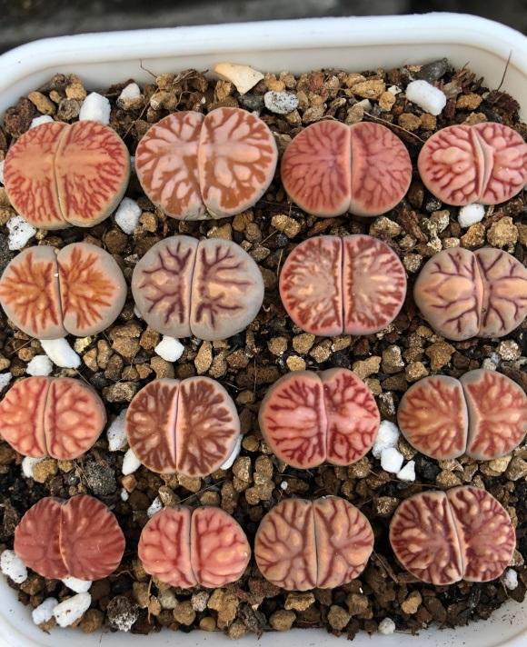 生石花是什么种类植物 655a84d412828d15162e12e1429c8632fc3905a3.jpg