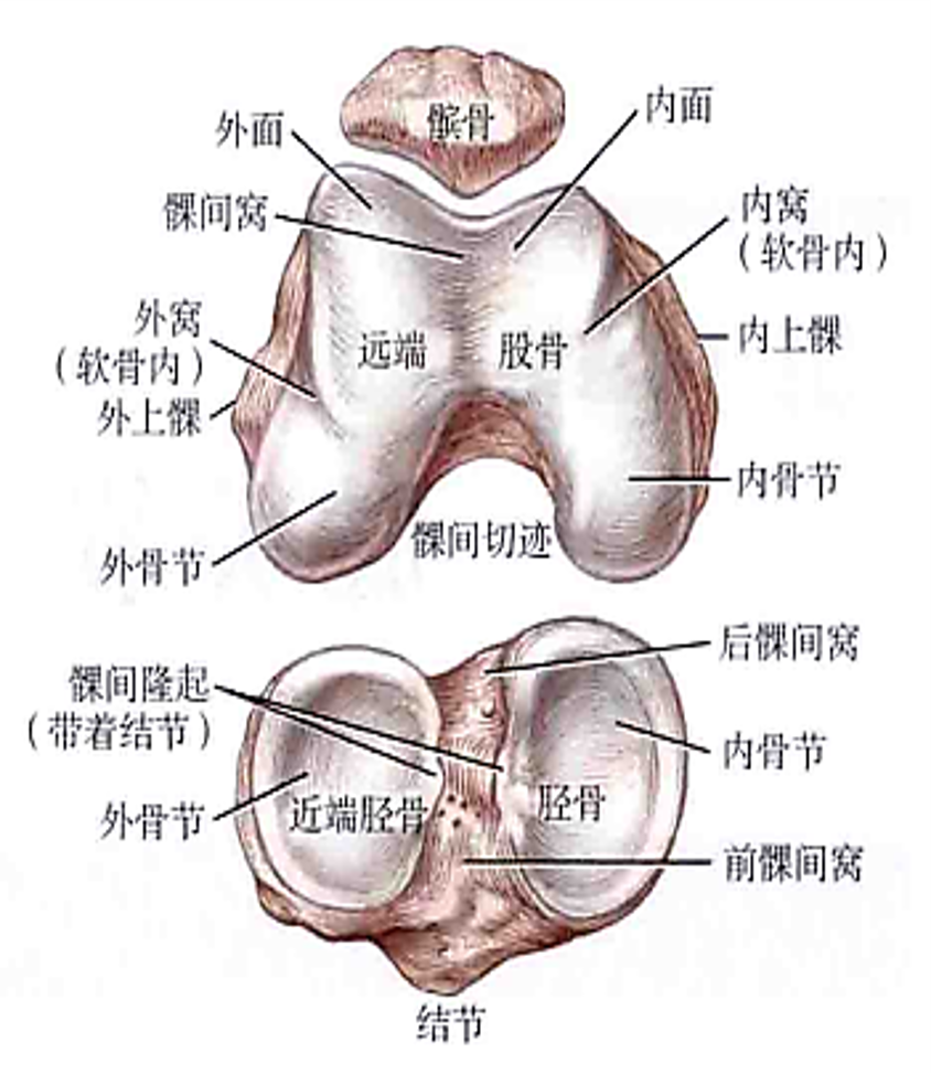 触诊股骨内侧髁