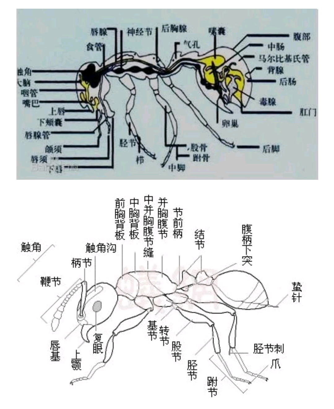 蚂蚁身体结构