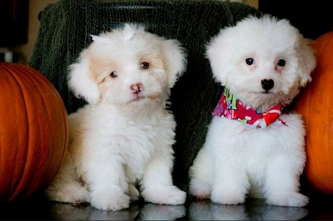 狗狗科普贵妇犬