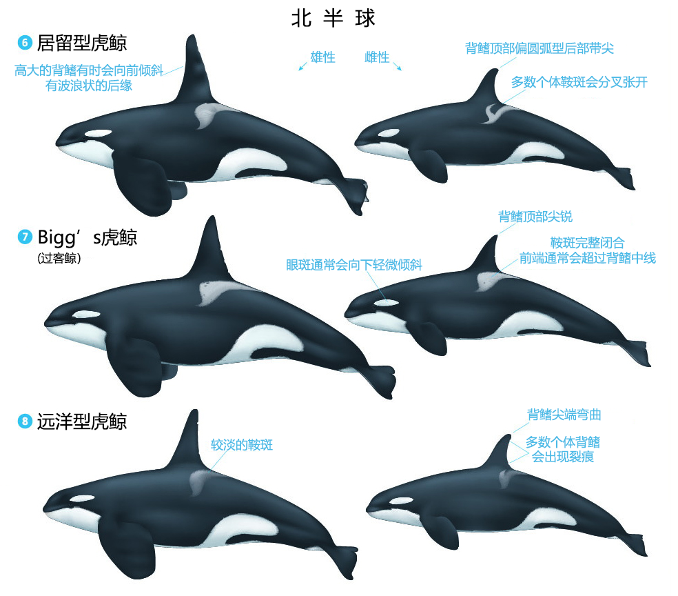 居留型虎鲸,过客型虎鲸,远洋型虎鲸