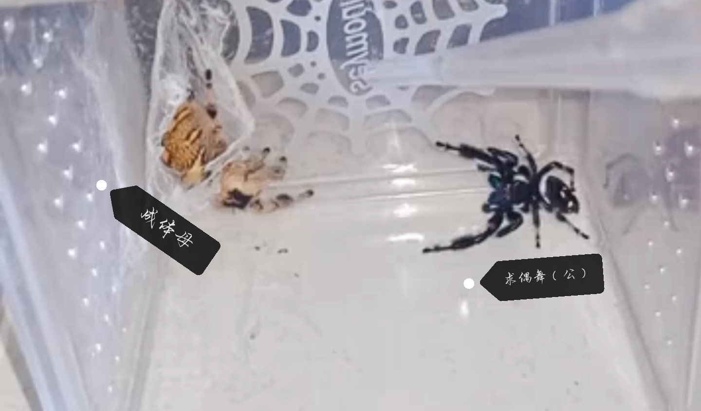 新手刚收到跳蛛应该怎么养
