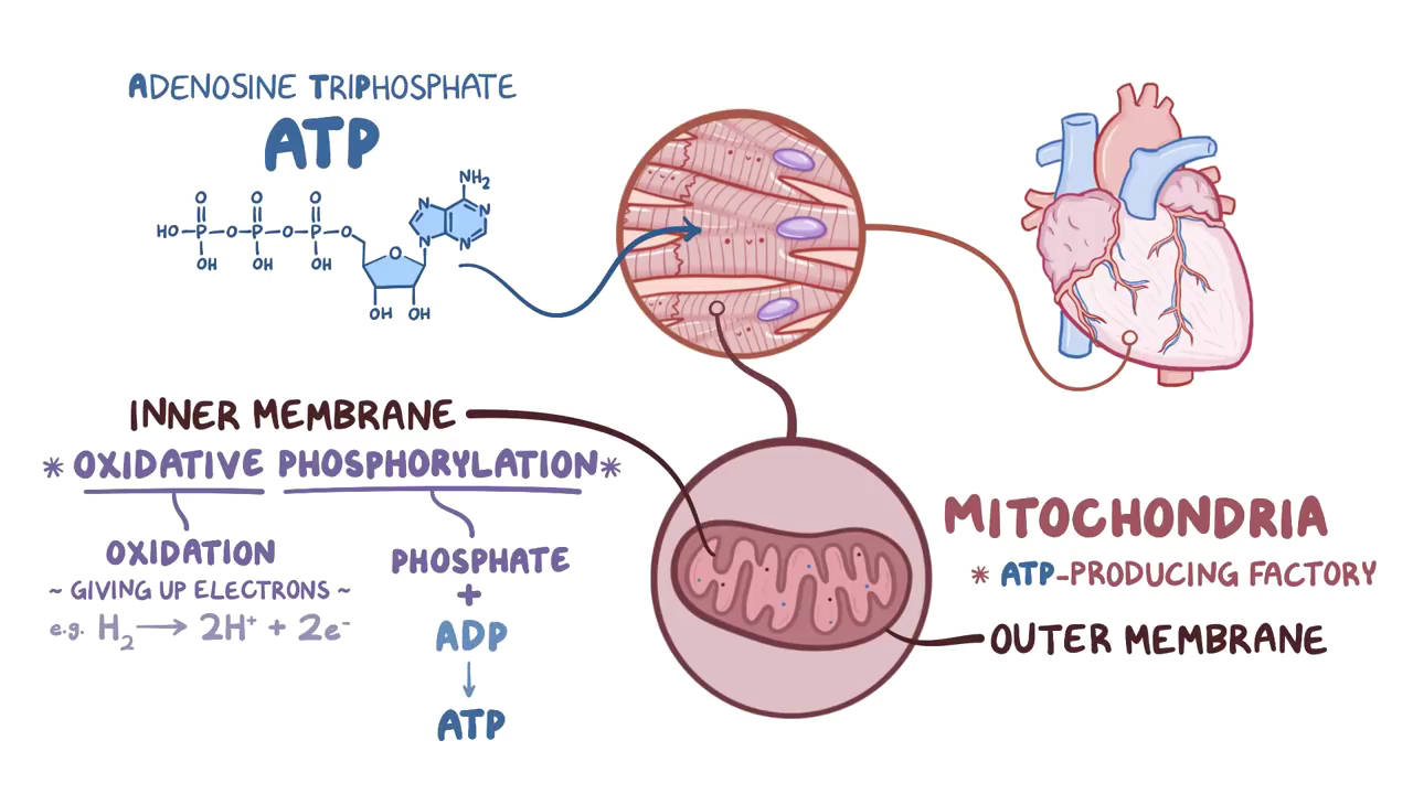 安德烈瑞欧那朵玫瑰小提琴曲谱(3)