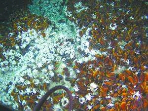3,海底生态系统 深海两千米还有两套生态系统——热液生物群和冷泉