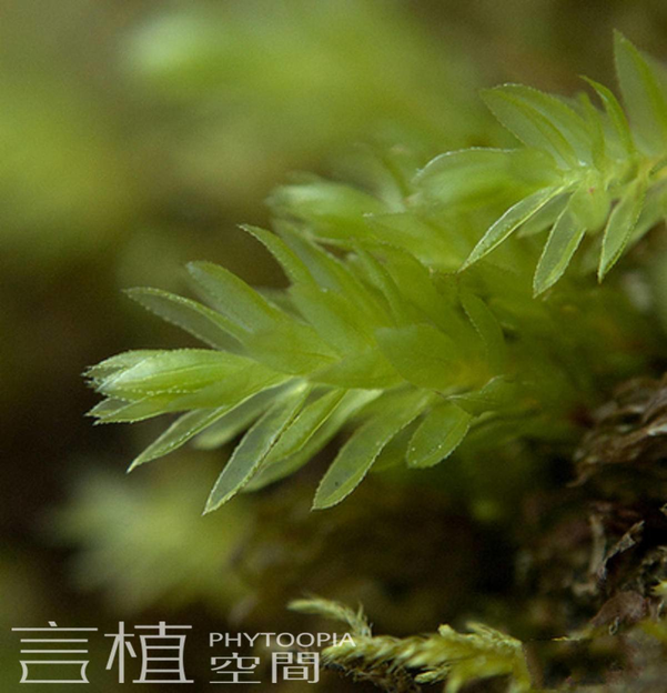 言植空间,植物科普,初入雨林,雨林生态缸苔藓推荐-提灯藓科