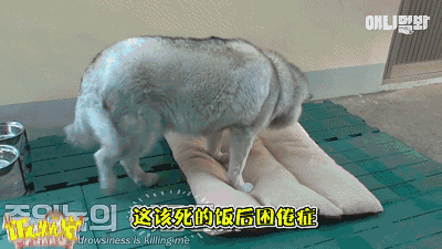 52kg的哈士猪噢不哈士奇重回老本行的艰难之路