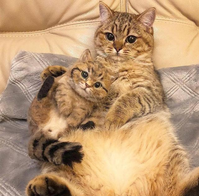 你知道猫妈妈为什么会把小猫猫往人怀里放吗