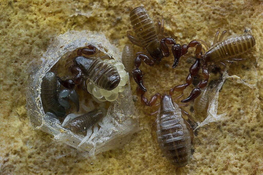 伪蝎目(pseudoscorpionida)的介绍