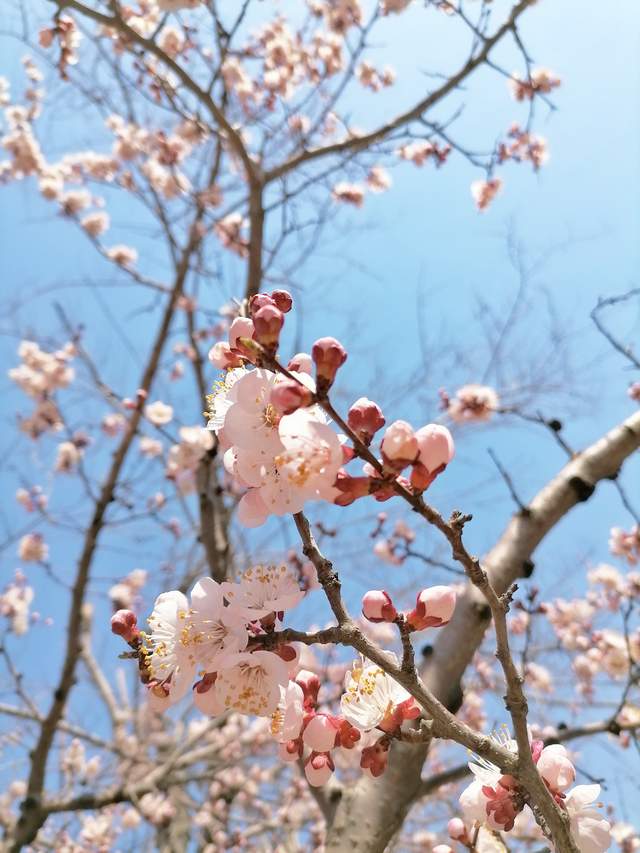 【小y和小绿】花花世界——从春天到夏天的旅途摄影作品赏