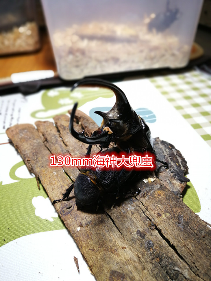 稀有品种海神大兜虫幼虫已孵化,接受预定