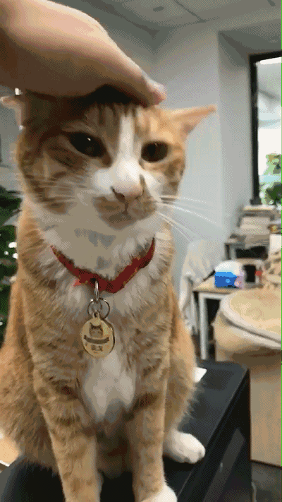 人与猫相处禁忌:不乱摸不乱抱,更别打扰猫咪吃饭