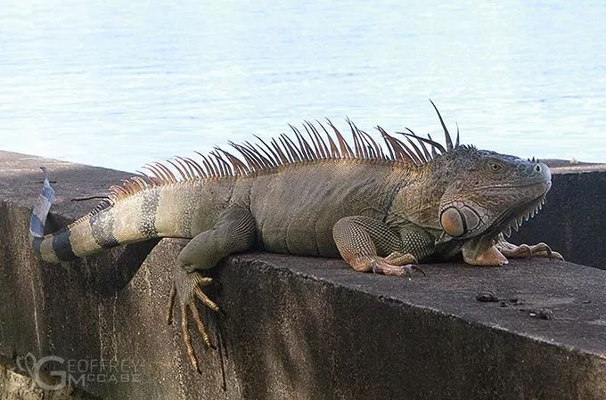你们的ig究竟有多牛逼