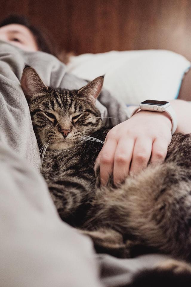 难怪那么多人喜欢和猫"一起睡,原来好处这么多