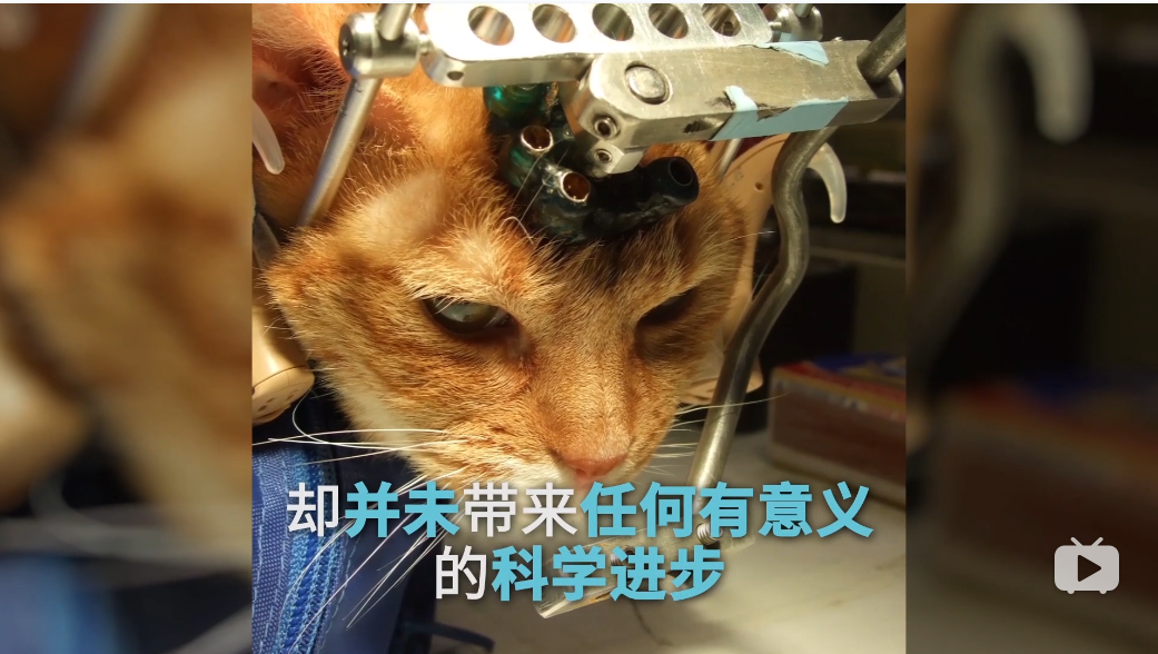 猫的树导演全部作品优酷 679ec4bd2fe64715c0786b427356df9cc9f3b06c.png
