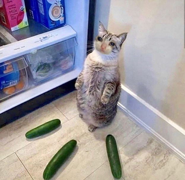 流泪猫猫头表情包最全