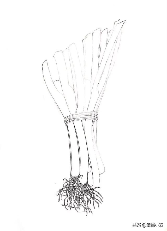 针管笔手绘 | 画一捆大葱