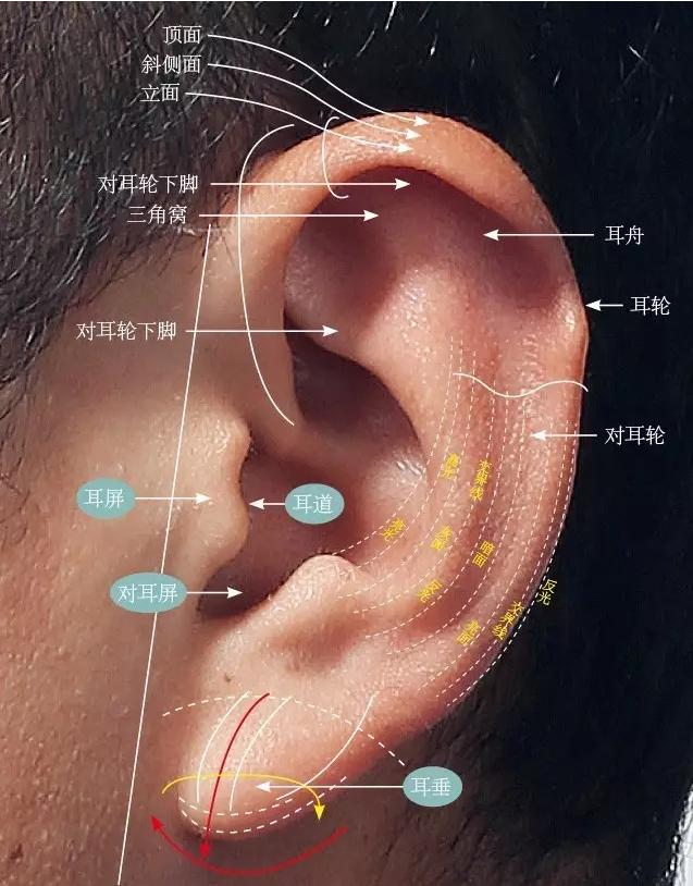 由于耳朵的各个部位造型弯曲又相互穿插,结构看起来比较复杂,所以在