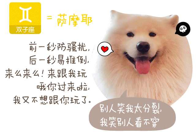 十二星座的宠物狗狗,来看看你的狗子属于什么?