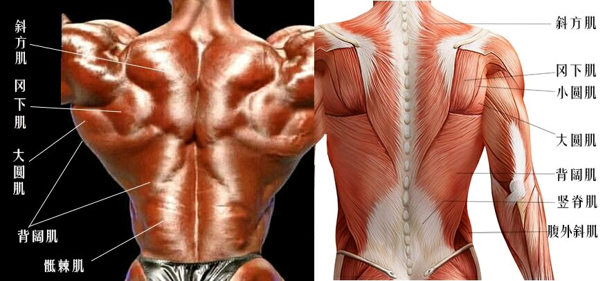 为什么训练背部肌肉找不到感觉?这些知识点你应该掌握