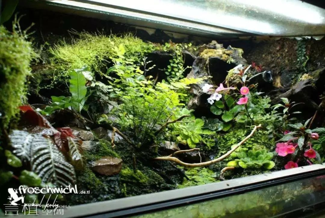 言植空间,植物科普,雨林造景,雨林缸,这些雨林缸:空缸