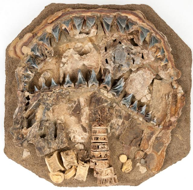 史前大白鲨化石,距今约500万年