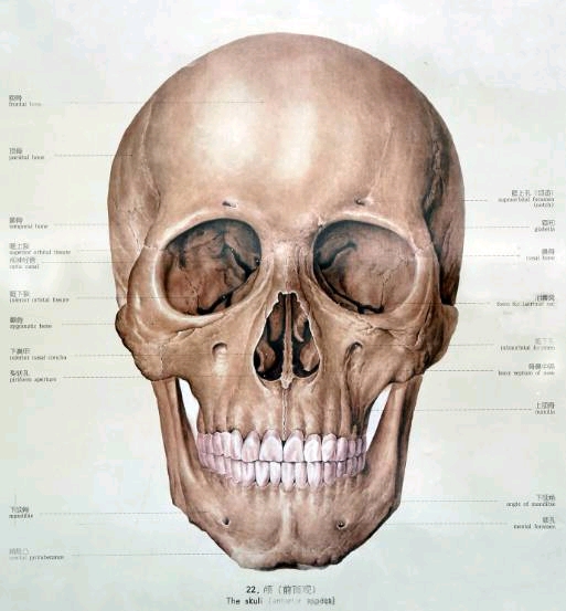 人体解剖学第3讲-骨学颅骨-1