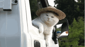 春游无限好别人遛狗我遛猫