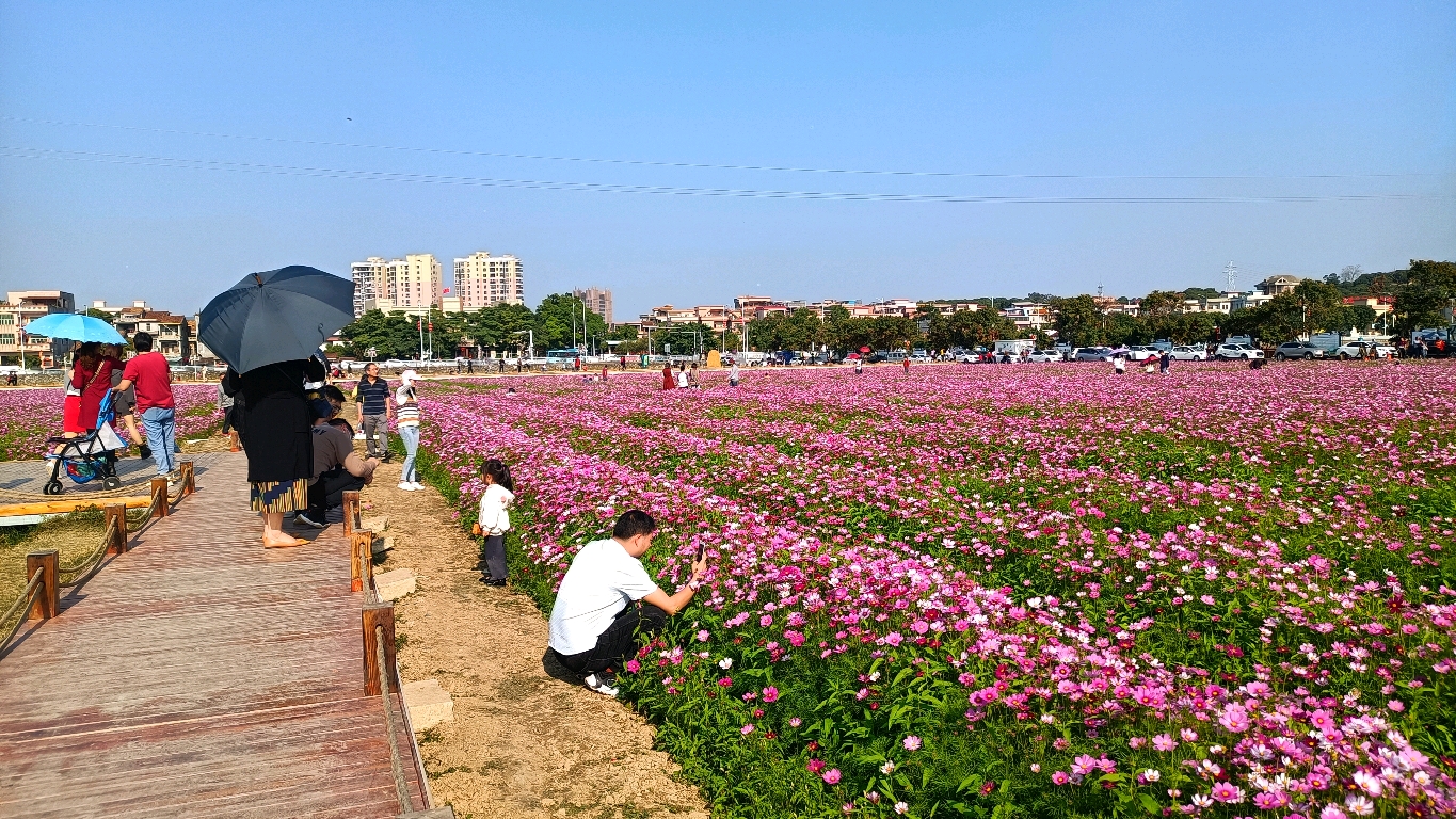 号外号外,东莞市茶山镇上元稻田公园里的幸福花开啦.