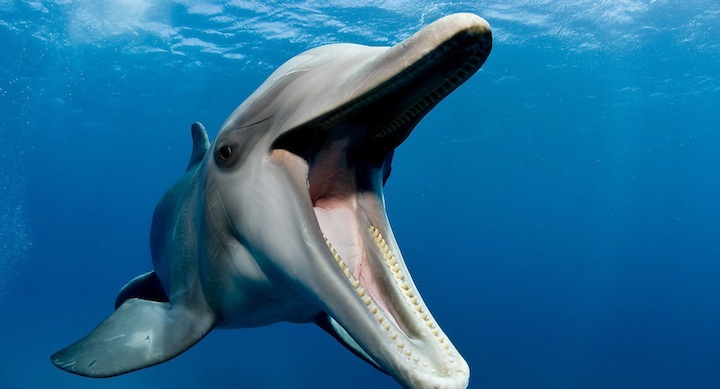 我们比较熟知的宽吻海豚,白鳍豚,亚马逊河豚等就是这种牙齿形态,类似