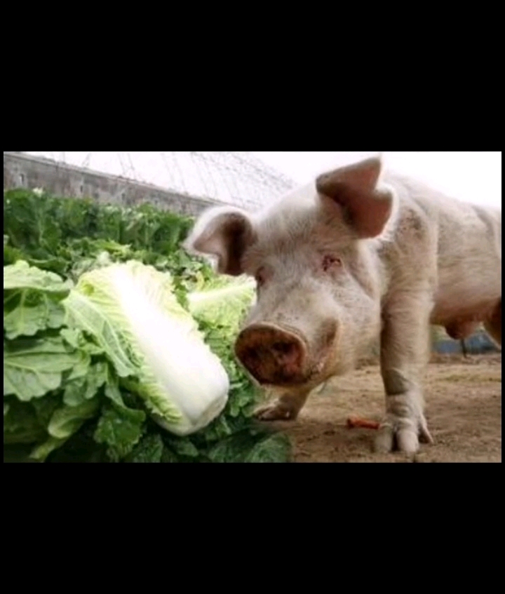 猪拱白菜