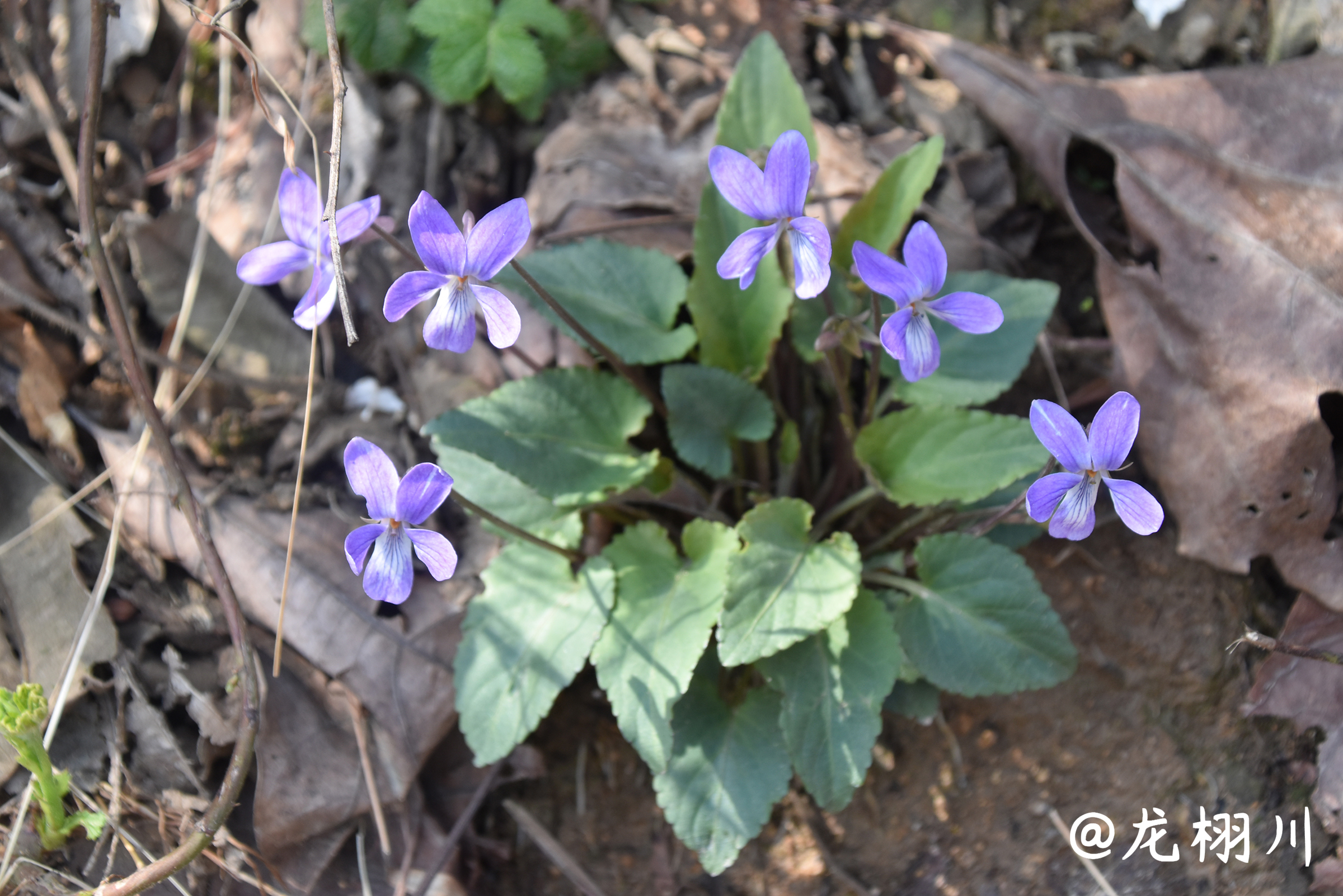 紫花堇菜(viola grypoceras)