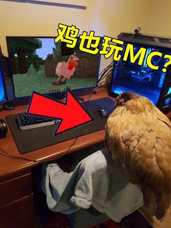 2,鸡也玩mc?