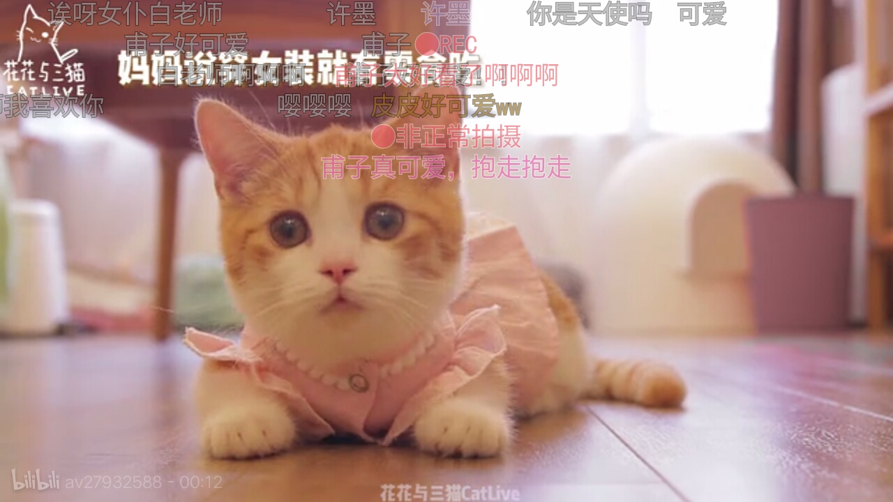 1花花与三猫(中分大佬\/皮皮\/李白\/杜甫)(做有钱人家的猫的生活真好~)