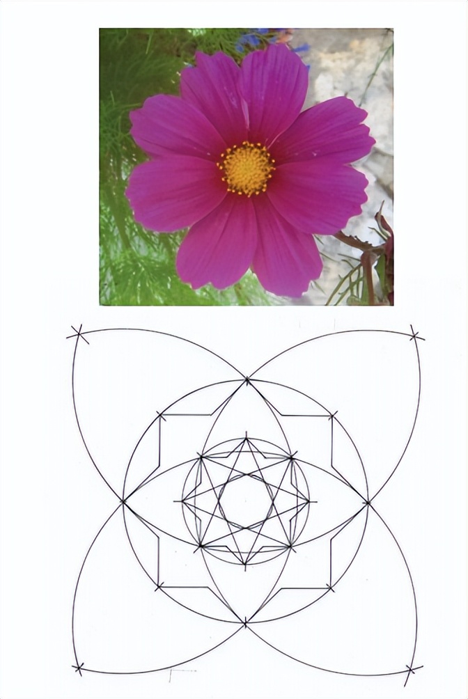 花朵的隐秘几何4:暴力拆解花朵的几何结构 (从6瓣到13瓣)